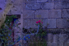 Festival-de-Musique-Abbaye-de-La-Grainetiere-2024-14-aout-035-Grande