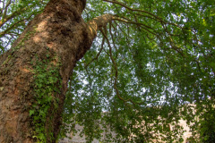 Festival-Grainetiere-2025-15-08-A-Marie-et-a-la-Nature-113-Grande