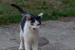 Festival-Grainetiere-2025-16-08-Missa-Solemnis-021-Grande