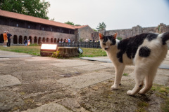 Festival-Grainetiere-2025-16-08-Missa-Solemnis-023-Grande