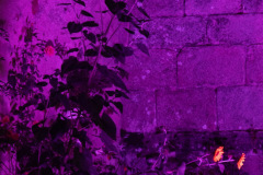 Festival-Grainetiere-2025-16-08-Missa-Solemnis-117-Grande