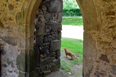 Un chat monte la garde du côté de la porte de la galerie ouest