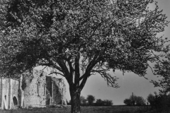 Un arbre dans le jardin de l'abbaye, à côté de la Galerie Est.
