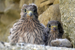 Les animaux à l'abbaye